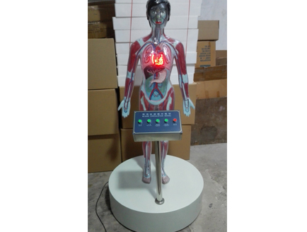 ZM8029-1 微電腦吸食毒品血液循環(huán)電動模型